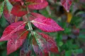 Oгнен храст - Euonymus alatus ​ Студоустойчив , снимка 3