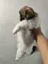 Малки пекинезчета, снимка 2