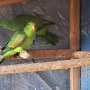 продавам папагали чифт червнокрили папагали, снимка 3