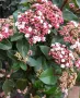 Лаврова Калина (Viburnum Tinus), снимка 4