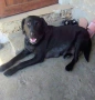 Малки кученца- Лабрадор, снимка 7