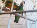 Сенегалски папагали-чифт, снимка 5