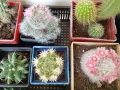 Продавам кактуси, снимка 4