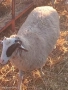 Продавам овце,агнета и кочове, снимка 3