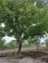 орехово дърво, снимка 3