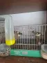Продавам канарчета, снимка 7