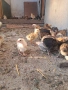 Дворни пилета за яйца и месо, снимка 3