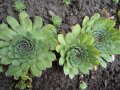 Сукуленти / Дебелец / Алпийска роза, снимка 8