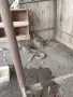 Продавам 5 женски и два мъжки фазана, снимка 2