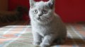 Британски котета, снимка 1 - Британска късокосместа - 10443215