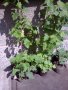 Черен касис, снимка 1 - Градински цветя и растения - 30777061