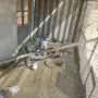 Гълъби, гълъби гълъби , снимка 4