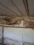 Продавам гривяци, снимка 2