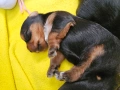 Мини Йорки, снимка 4