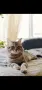Продавам сибирски котенца , снимка 12