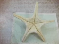Звезда морска - 6, снимка 4