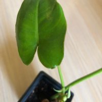 Philodendron Burle Marx Variegata reverted , снимка 2 - Стайни растения - 42497943