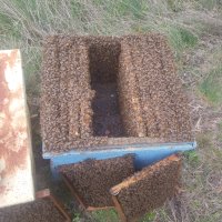 Пчелни отводки система Дадан Блат за 2024г, снимка 2 - За пчели - 42851525