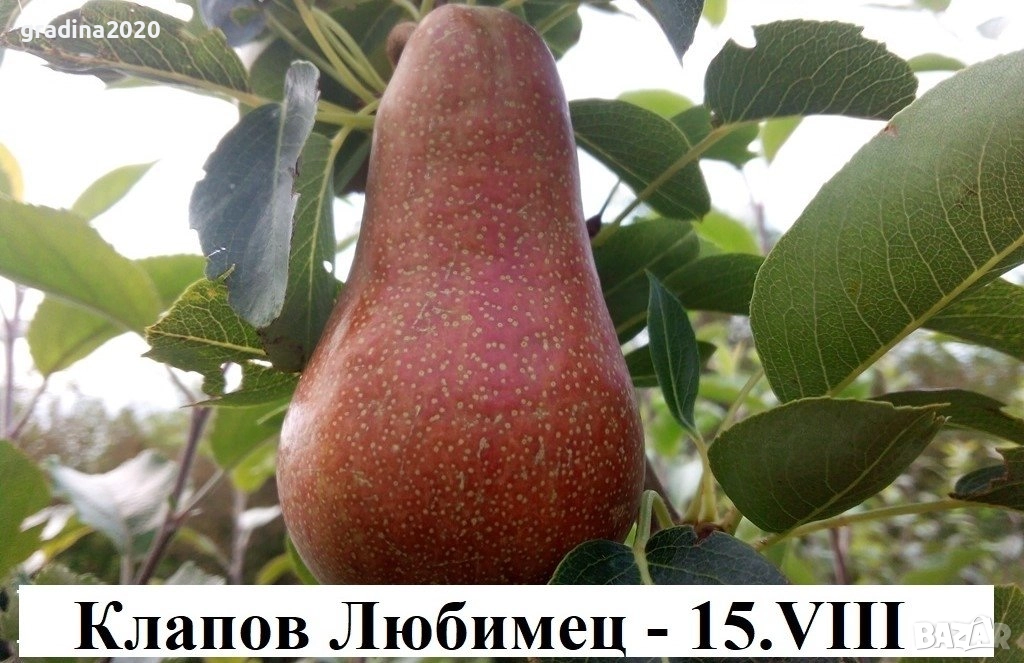   Круши – Подбрани сортове за истински ценители, снимка 1