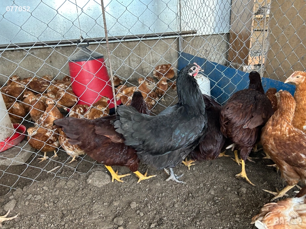 Ярки и петлета Австралорп и Родайланд, снимка 1