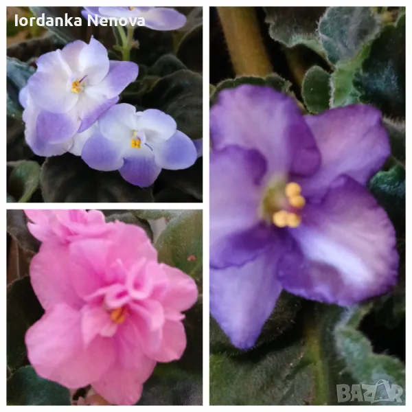 Сентополия , снимка 1