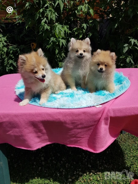 Померан померани Гр София, снимка 1