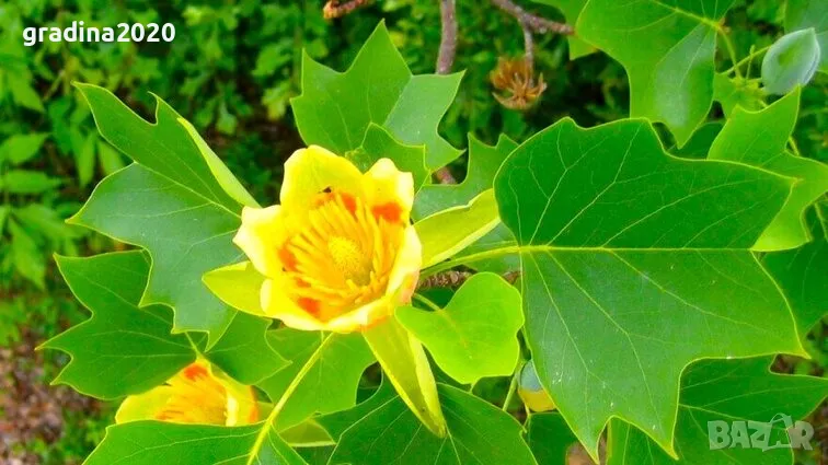 Лирово дърво (Liriodendron), снимка 1