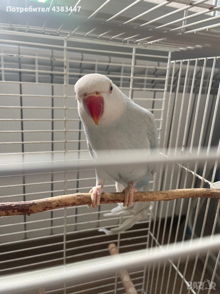 Малки александри, снимка 1