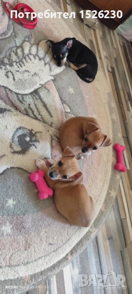 Продават се 3 малки пинчерчета , снимка 1
