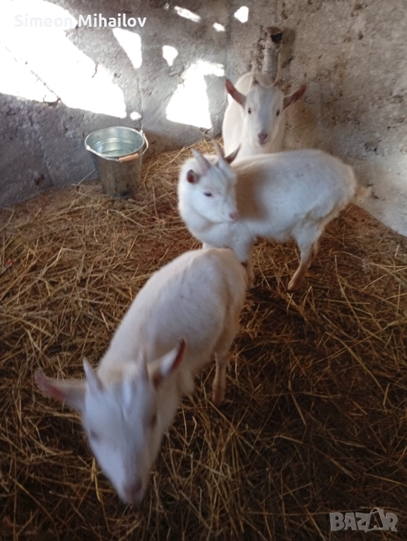 Продавам три мъжки ярета , снимка 1