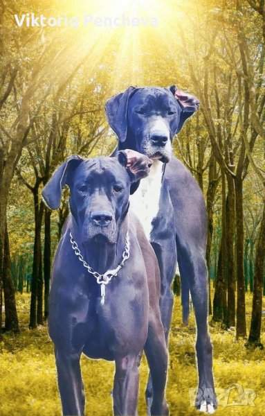 Немски дог, снимка 1