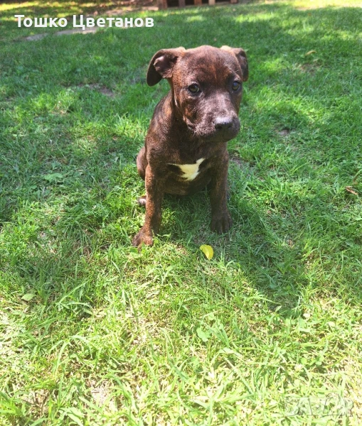 женско питбулче , снимка 1