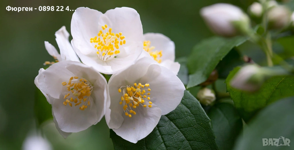 Филаделфус (Philadelphus), снимка 1
