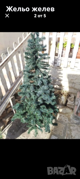 Елха,бяла,95см 25лв, елха180см,70лв, снимка 1