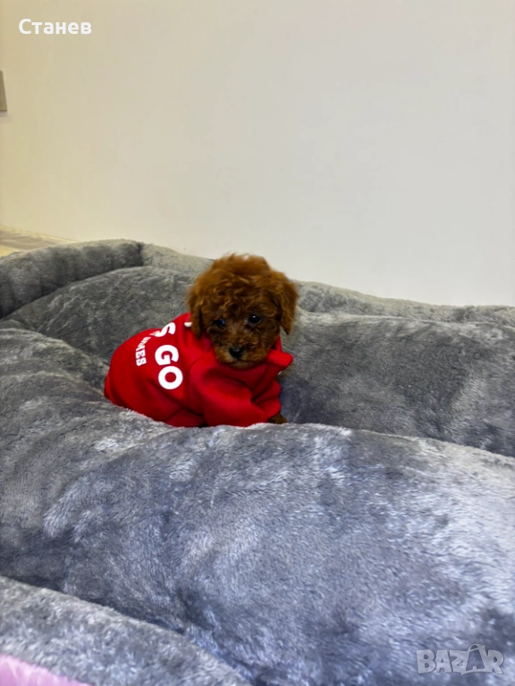 Мини Пудел / Mini Poodle, снимка 1