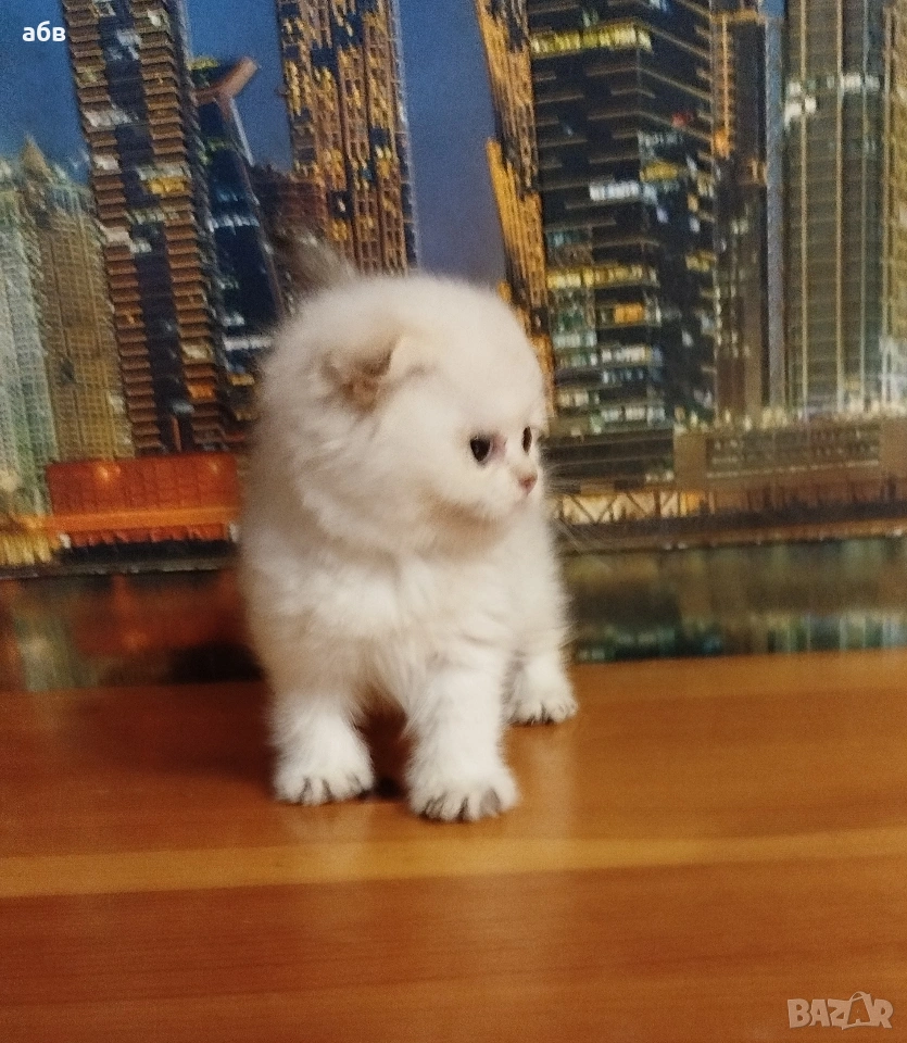 Златно клепоухо момче колорпойнт , снимка 1