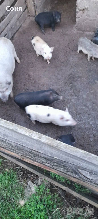 Продавам виетнамски прасета, снимка 1