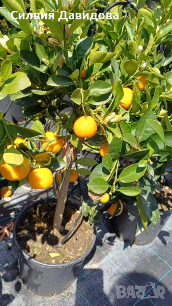 Кукле, Каламондин, снимка 1