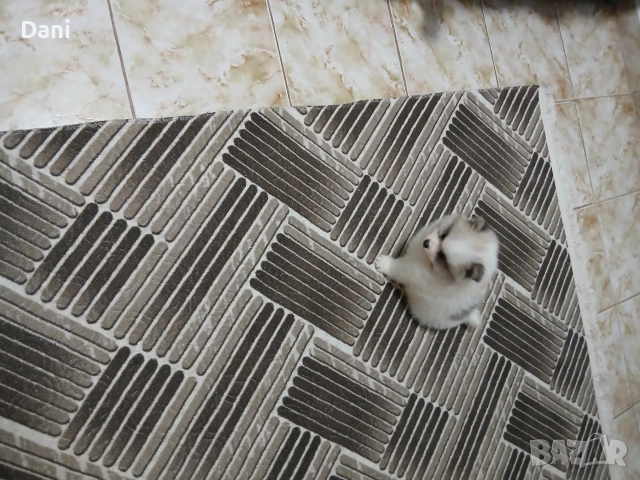 Mini Pomeran , снимка 3 - Померан - 52887662