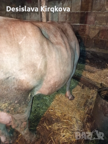Продавам червена месодайна крава , снимка 4 - Крави - 52513828