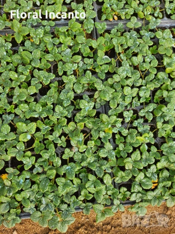 Разсад целогодишни ягоди, снимка 5 - Разсади - 53214370