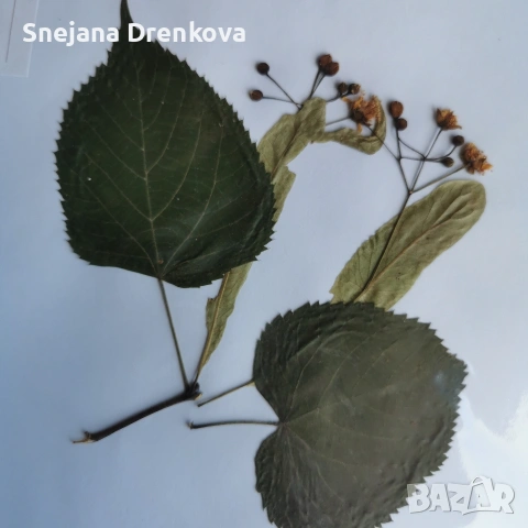 Систематичен хербарий, снимка 5 - Ученически пособия, канцеларски материали - 53034232