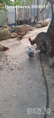 Продавам ярки Зибрайт, снимка 3 - Кокошки и пуйки - 52691975