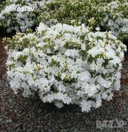 Азалия(Градинска), снимка 5 - Градински цветя и растения - 49324026