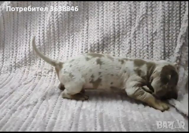 Мини дакел,дакели, снимка 4 - Дакели - 53048719