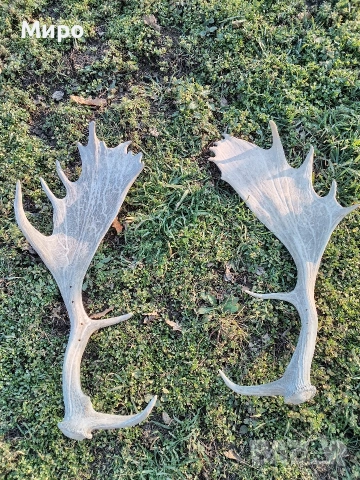 Стари рогa от елен лопатар,лос и карибу.Трофей., снимка 7 - Други - 53922366