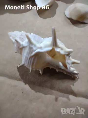 Океански дарове, снимка 2 - Други ценни предмети - 48934626