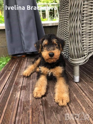 Ердел териер