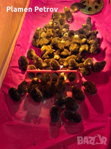 Пиленца Супер Харко, снимка 9 - Кокошки и пуйки - 53989267