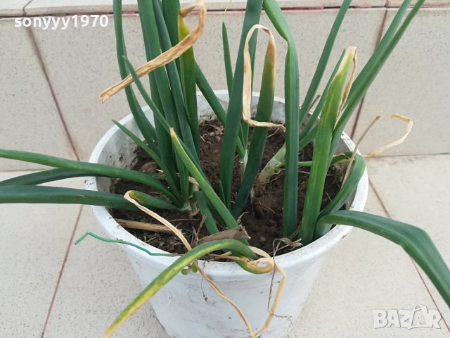 лук в саксия с пръст-за дома терасата 2102241331, снимка 12 - Стайни растения - 44399041